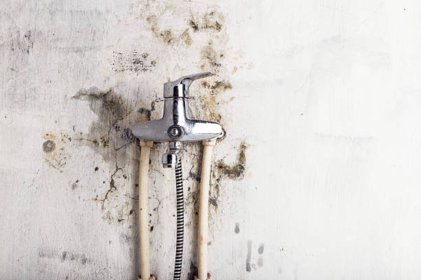 Best Mold Removal Company Near Me  in Oli, PA