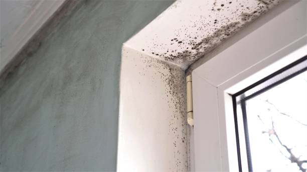 Mold Removal Process in Paoli, PA