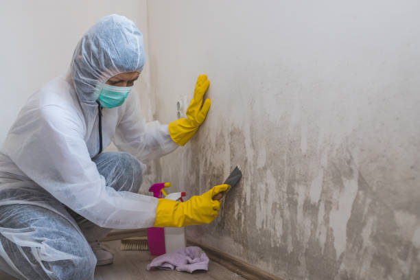Best Attic Mold Removal  in Oli, PA