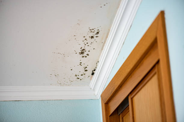 Best Certified Mold Removal  in Oli, PA