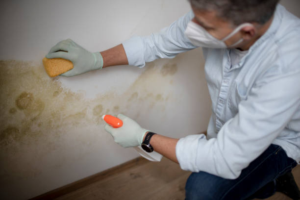 Best Black Mold Removal  in Oli, PA