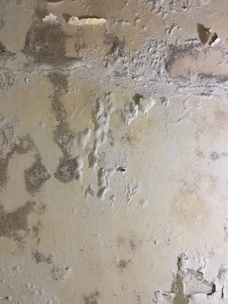 Best Home Mold Removal  in Oli, PA