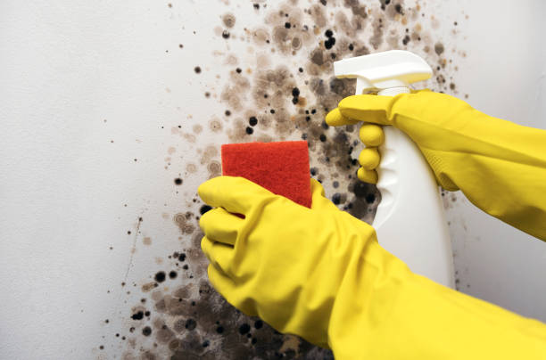 Best Mold Testing  in Oli, PA