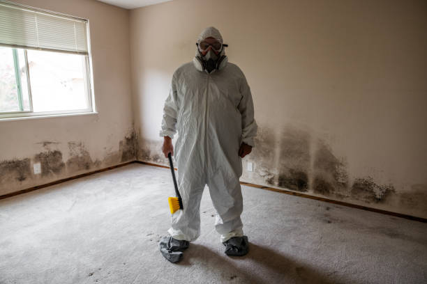 Best Toxic Mold Removal  in Oli, PA
