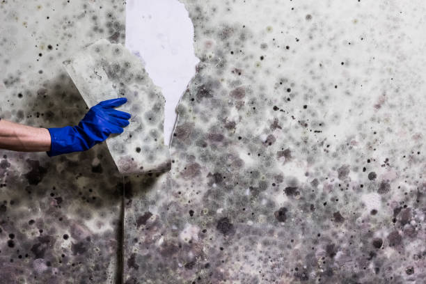 Best Certified Mold Removal  in Oli, PA